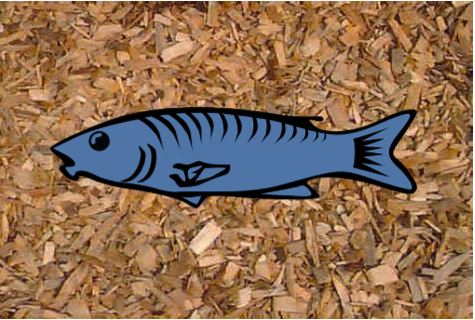 Fish laying on wood chips
